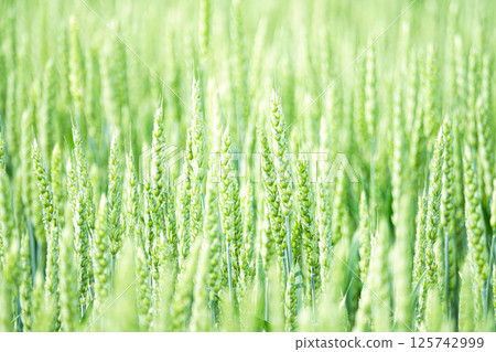 北海道田野中隨風搖曳的麥穗 北海道田野中隨風搖曳的麥穗 125742999