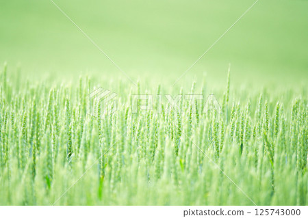 北海道田野中隨風搖曳的麥穗 北海道田野中隨風搖曳的麥穗 125743000