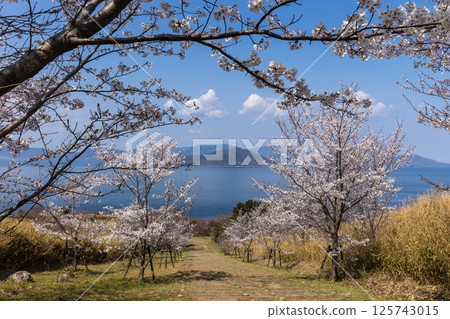 Cherry blossoms and Shodoshima scenery: View from Ogushi Peninsula in Sanuki City (Kagawa Prefecture) 125743015
