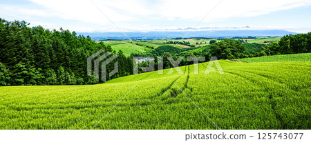 夏季北海道美瑛禦靈山的壯麗景色 夏季北海道美瑛禦靈山的壯麗景色 125743077