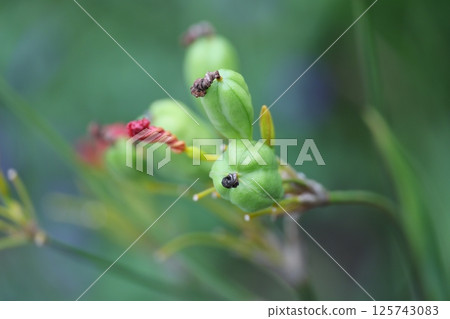 豹紋花果實 125743083