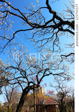 Mukojima Hyakuen Mukojima Hyakuen 125743377