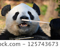 giant panda 125743673