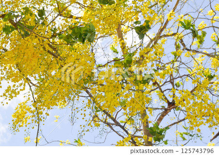 Golden shower , Cassia fistula or pudding pipe tree or Cassia fistula Linn and sky 125743796