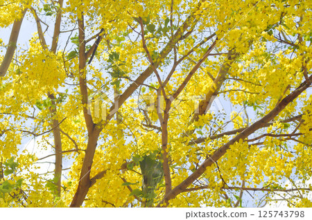 Golden shower , Cassia fistula or pudding pipe tree or Cassia fistula Linn and sky Golden shower , Cassia fistula or pudding pipe tree or Cassia fistula Linn and sky 125743798