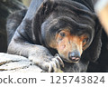 Black bear 125743824