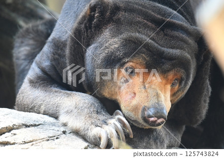 Black bear 125743824