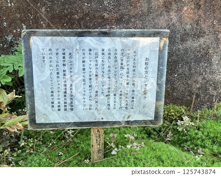 Oyama Shrine - Explanation of "The Pine Tree and the Peony" 125743874