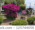 Azalea Festival 125744056