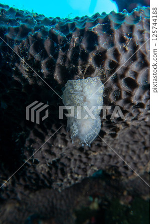 霍亞 霍亞 125744188