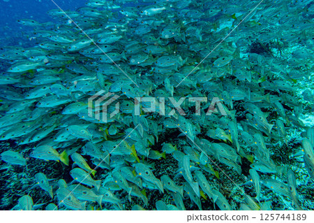 燕子的小麥 125744189