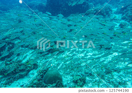 燕子的小麥 125744190