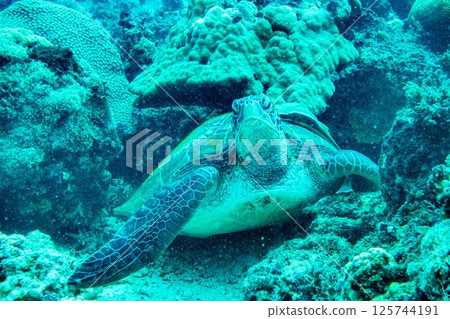 海龜在珊瑚礁中游泳 海龜在珊瑚礁中游泳 125744191