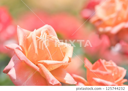 美麗的玫瑰花朵 125744232