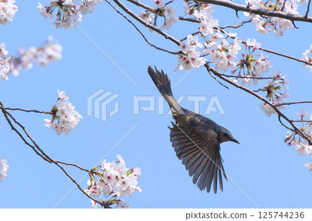 一隻棕色耳鵯飛過櫻花 一隻棕色耳鵯飛過櫻花 125744236