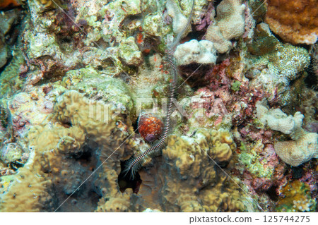 Giant brittle star 125744275