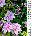 Pretty pink clematis 125744310
