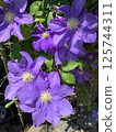 Beautiful blue clematis in bloom 125744311