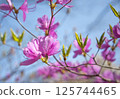Azaleas on Mount Tsukuba 125744465