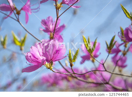 Azaleas on Mount Tsukuba Azaleas on Mount Tsukuba 125744465