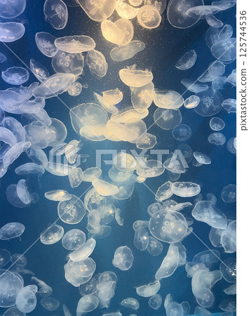 Jellyfish are soothing to look at as they swim gently 125744536
