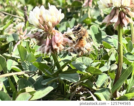 A honeybee sucking nectar from a Chinese milk vetch 125744565