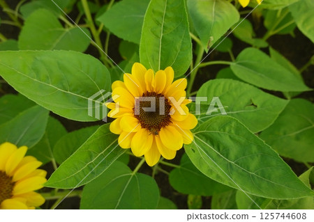 Field of sunflowers with the bright sunlight. Sunflower photos on the rear. Sunflowers are the flowers like sunny 125744608