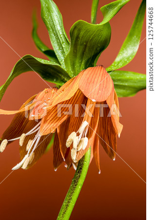 Vibrant Orange Fritillaria Bloom on Warm Brown Tone 125744668
