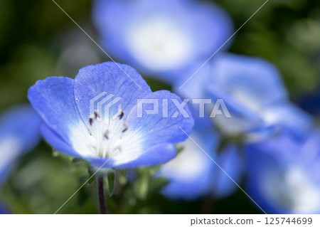 Blue Nemophila: Silent blue and fleeting glow Blue Nemophila: Silent blue and fleeting glow 125744699