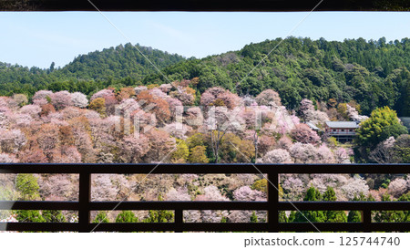 窗外的絕美春景:奈良縣吉野山中千本花海與如意輪寺 窗外的絕美春景:奈良縣吉野山中千本花海與如意輪寺 125744740