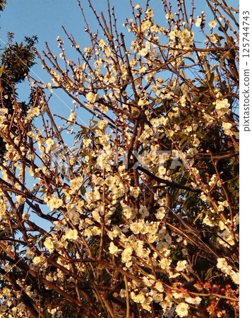 White plum blossoms illuminated by the setting sun (Ota City Ikegami Plum Garden) White plum blossoms illuminated by the setting sun (Ota City Ikegami Plum Garden) 125744743