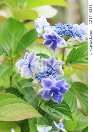 Hakari hydrangea Hakari hydrangea 125744821