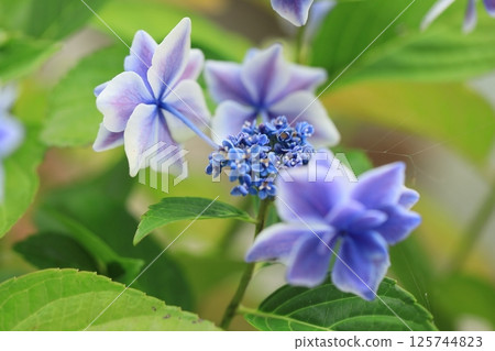 Hakari繡球花 Hakari繡球花 125744823