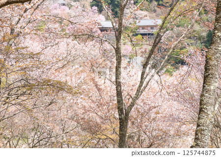 奈良縣吉野縣盛開的清新山櫻花和如意輪寺 125744875