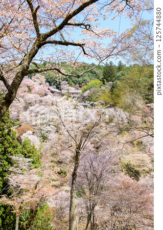 Nyorinji Temple surrounded by refreshing mountain cherry blossoms, Yoshino, Nara Prefecture Nyorinji Temple surrounded by refreshing mountain cherry blossoms, Yoshino, Nara Prefecture 125744880