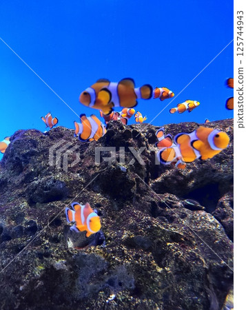 小丑anemonefish 小丑anemonefish 125744943