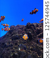 Clown anemonefish 125744945