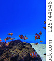 Clown anemonefish 125744946