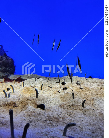 Chinese eel 125744947