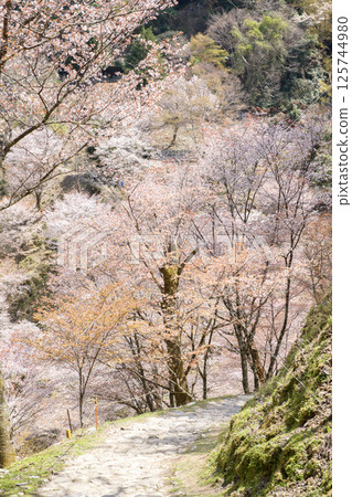 漫步在奈良縣吉野山盛開的美麗中千本櫻花中 漫步在奈良縣吉野山盛開的美麗中千本櫻花中 125744980