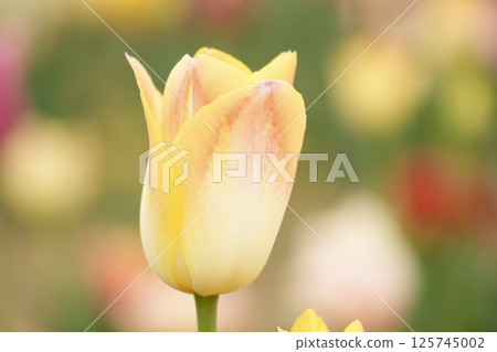 Soft yellow tulips with a beautiful gradation 125745002