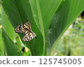 Beautiful butterflies are perched on leaves and mating 125745005