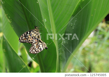 Beautiful butterflies are perched on leaves and mating 125745005