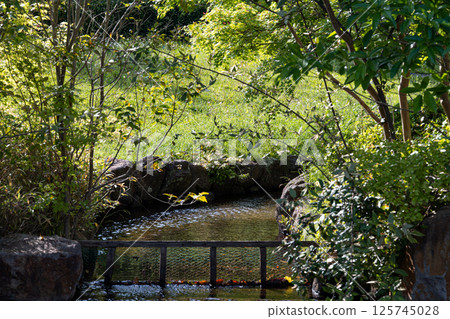 A river illuminated by sunlight filtering through the trees and nature with green plants 125745028