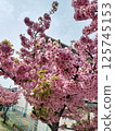 Scenery with cherry blossoms 125745153