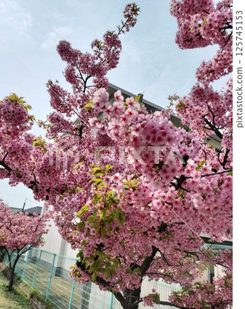 Scenery with cherry blossoms 125745153