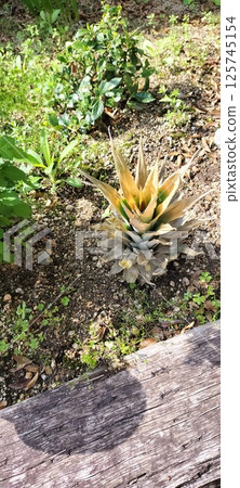 Growing Pineapple 125745154
