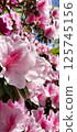 Azalea flowers in full bloom 125745156