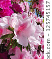 Azalea in full bloom with beautiful pink petals 125745157