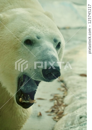 Walking polar bear 125745217